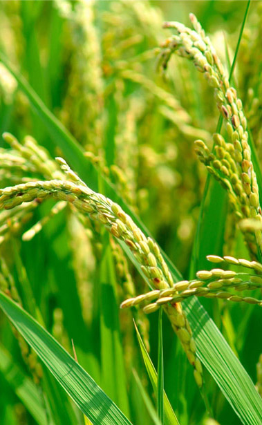//nongnghiepmuaxuan.superweb.xyz/files/images/banner/banner-right-2.jpg